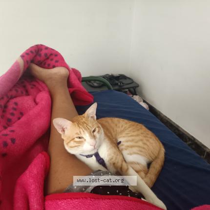 Photo 1/1 Leo Chat perdu à Salem