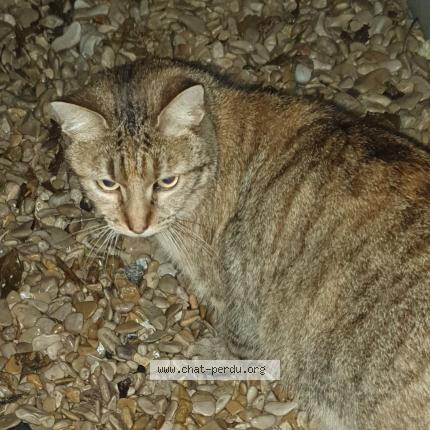 Photo 1/1 Chat trouvé Trouvé à Houilles