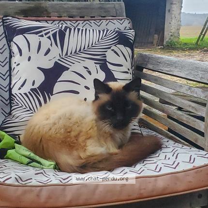 Photo de chat trouvé à Saint Cyr Sur Loire