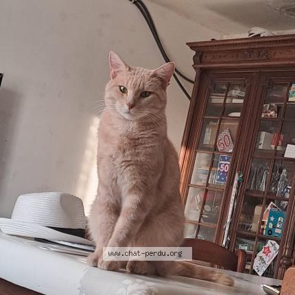 Photo 1/1 sandrine richard Chat perdu à Boutervilliers