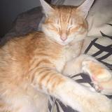 Photo de chat perdu à Perpignan