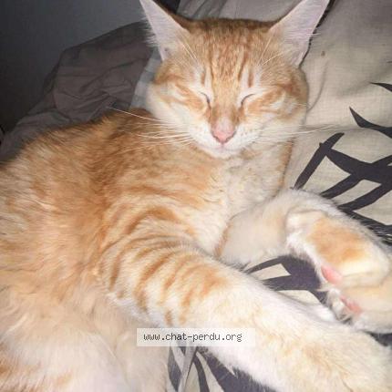 Photo 1/1 Magali Lajeunesse Chat perdu à Perpignan