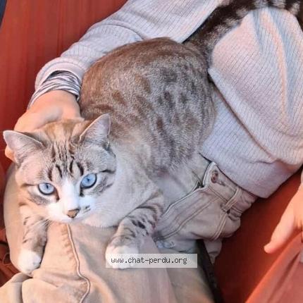 Photo 1/1 Minou Chat perdu à Toulouse