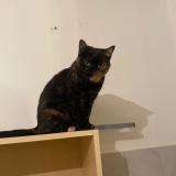 Photo de chat perdu à Cucq