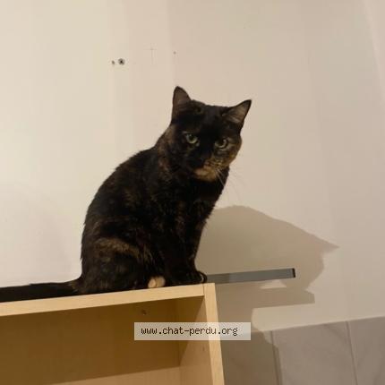 Photo 1/1 RUBY Chat perdu à Cucq