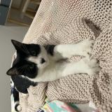 Photo de chat perdu à Le Pradet