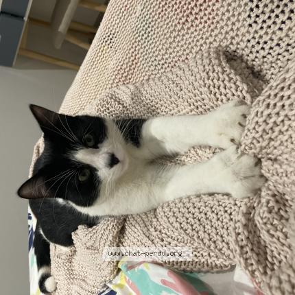 Photo 1/2 Tokyo Chat perdu à Le pradet