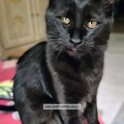 Photo de chat perdu à Cagnes Sur Mer