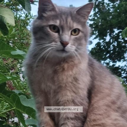 Photo 1/1 sacha Chat perdu à Saint germain en laye