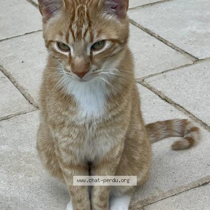 Photo 1/1 Sunny Chat perdu à Castillonnes