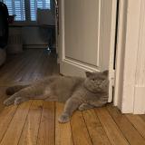 Photo de chat perdu à Nancy