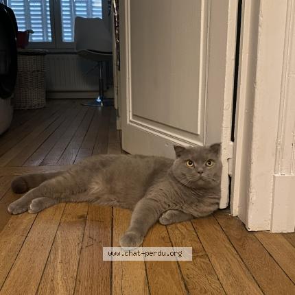 Photo 1/1 Stanislas Chat perdu à Nancy