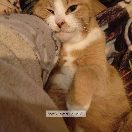 Photo 1/1 Nougat Chat perdu à Belle veyvres