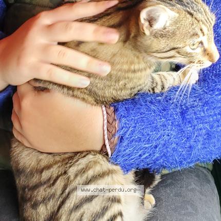 Photo de chat perdu à Etusson