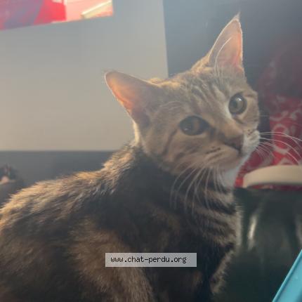 Photo de chat perdu à Flers
