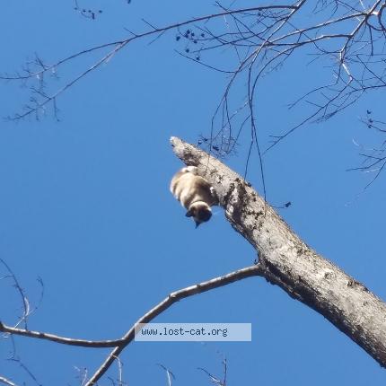 Photo 1/1 Athena Chat perdu à Wilmer