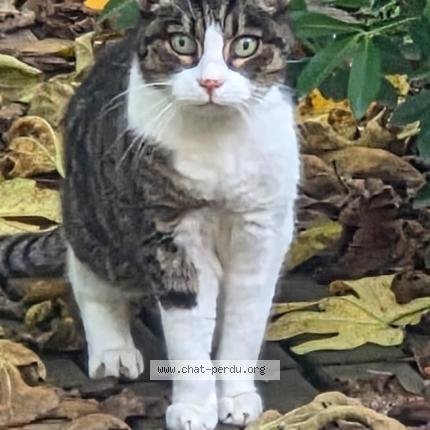 Photo de chat trouvé à Toulouse