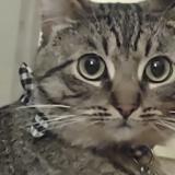 Photo de chat perdu à Chico