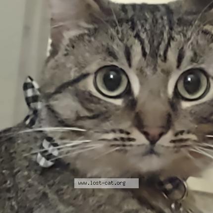 Photo 1/1 FIN Chat perdu à Chico