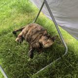 Photo de chat perdu à Bournezeau