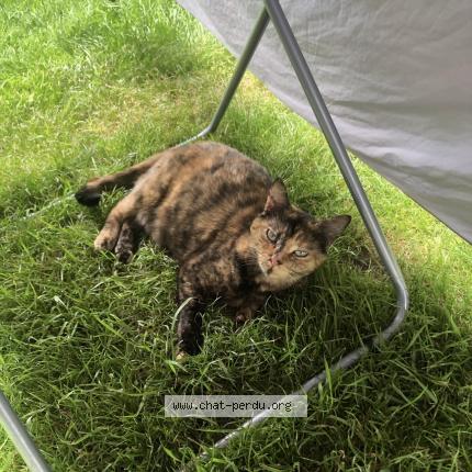 Photo 1/1 Toutoune Chat perdu à Bournezeau