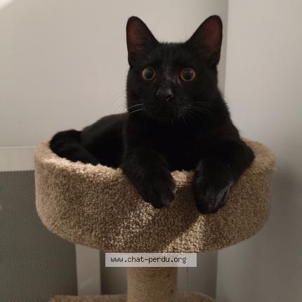 Photo de chat perdu à Cagnes Sur Mer