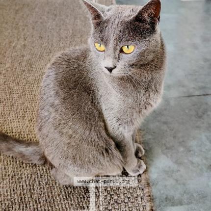 Photo 1/1 PRUNELLE Chat perdu à Voulx