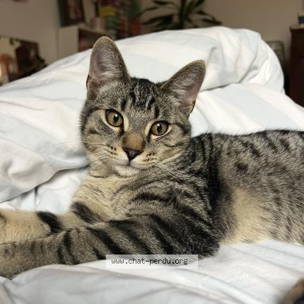 Photo de chat trouvé à Montreuil
