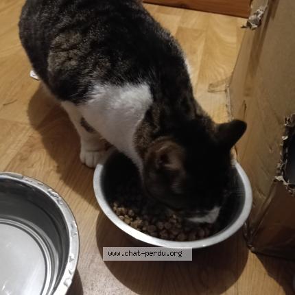 Photo 1/1 Chat trouvé Trouvé à Combourg