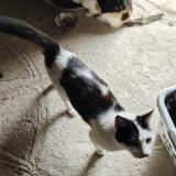 Photo de chat perdu à Dunet