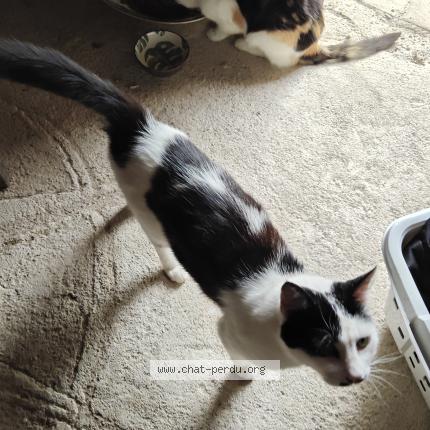 Photo 1/1 Moineau Chat perdu à Dunet