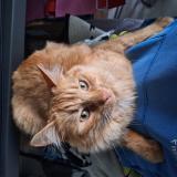 Photo de chat perdu à Sigoules