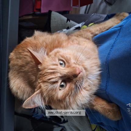 Photo 1/1 BALTHAZAR Chat perdu à Sigoules