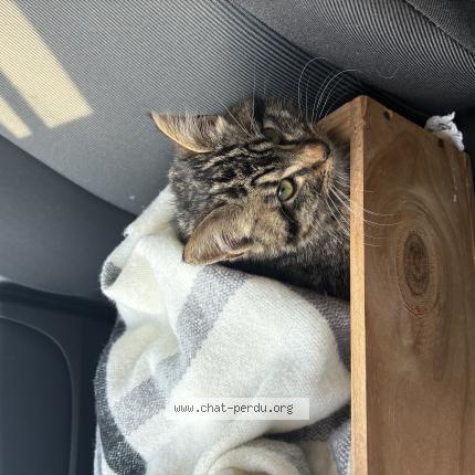 Photo 1/1 Chat trouvé Trouvé à Cran gevrier