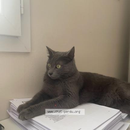 Photo 1/1 kirou Chat perdu à Ambares