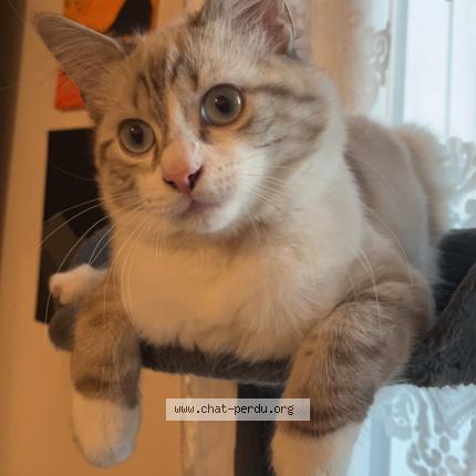 Photo 1/1 Knopk Chat perdu à Portet sur garonne