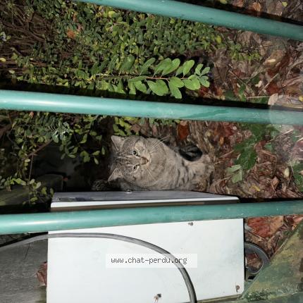 Photo 1/1 Chat trouvé Trouvé à Nancy