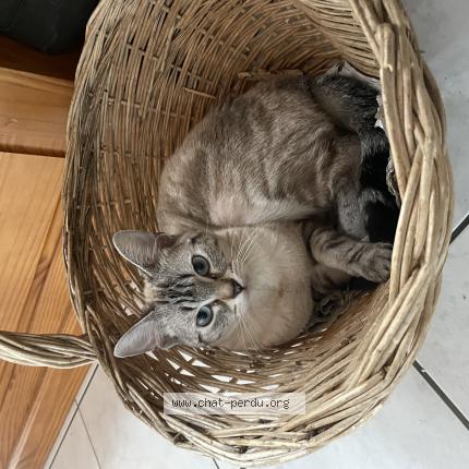 Photo de chat perdu à Pau