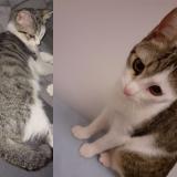 Photo de chat perdu à Frejus