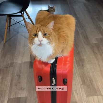 Photo 1/1 Simba Chat perdu à Bourges