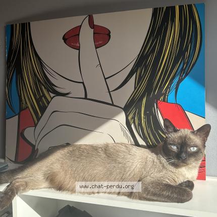 Photo 1/1 Chat retrouvé Perdu à Saint gilles