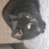 Photo de chat trouvé à Mandeure