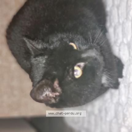 Photo 1/1 Chat trouvé Trouvé à Mandeure