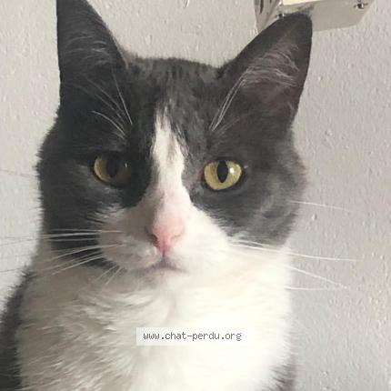Photo de chat perdu à Paris 20