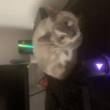 Photo de chat perdu à Philadelphia