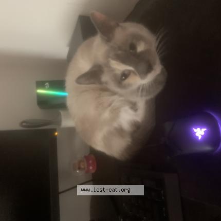 Photo 1/1 Snow Chat perdu à Philadelphia