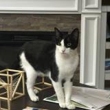 Photo de chat perdu à Doral