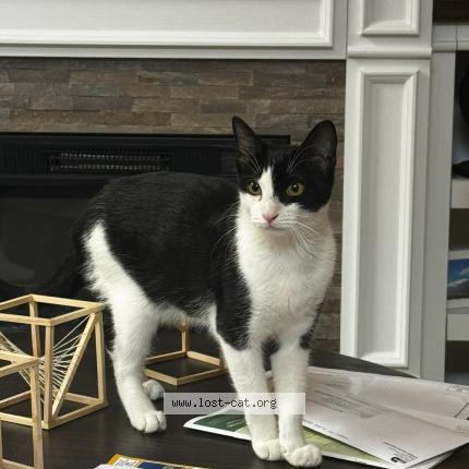 Photo 1/1 Valentina Chat perdu à Doral