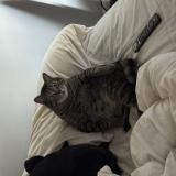 Photo de chat perdu à Dallas