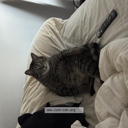 Photo 1/1 mr man Chat perdu à Dallas